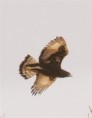 /album/photogallery/long-crested-eagle-in-flight-jpg/